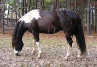 APHA Paint Horses for sale